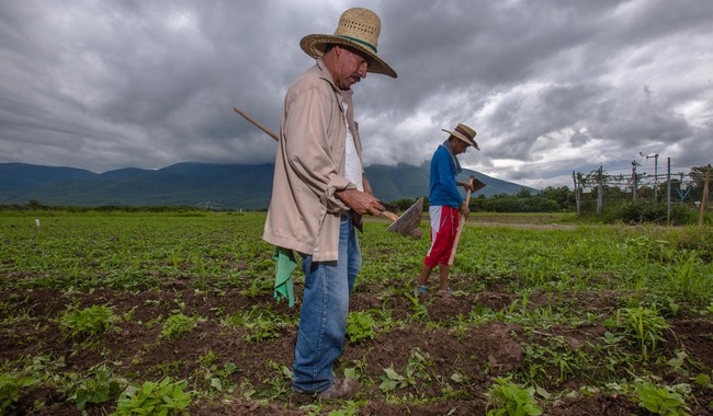 Destaca Agricultura labor de agrónomos parasitólogos para producir alimentos sanos y seguros