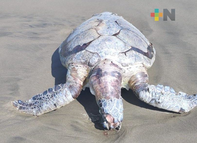 Localizan tortuga marina muerta en playa de Coatzacoalcos