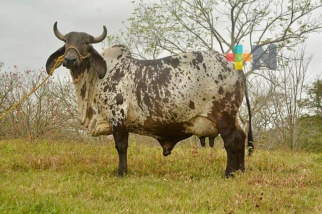 Exposición nacional de sardo negro, muestra del liderazgo ganadero de Veracruz