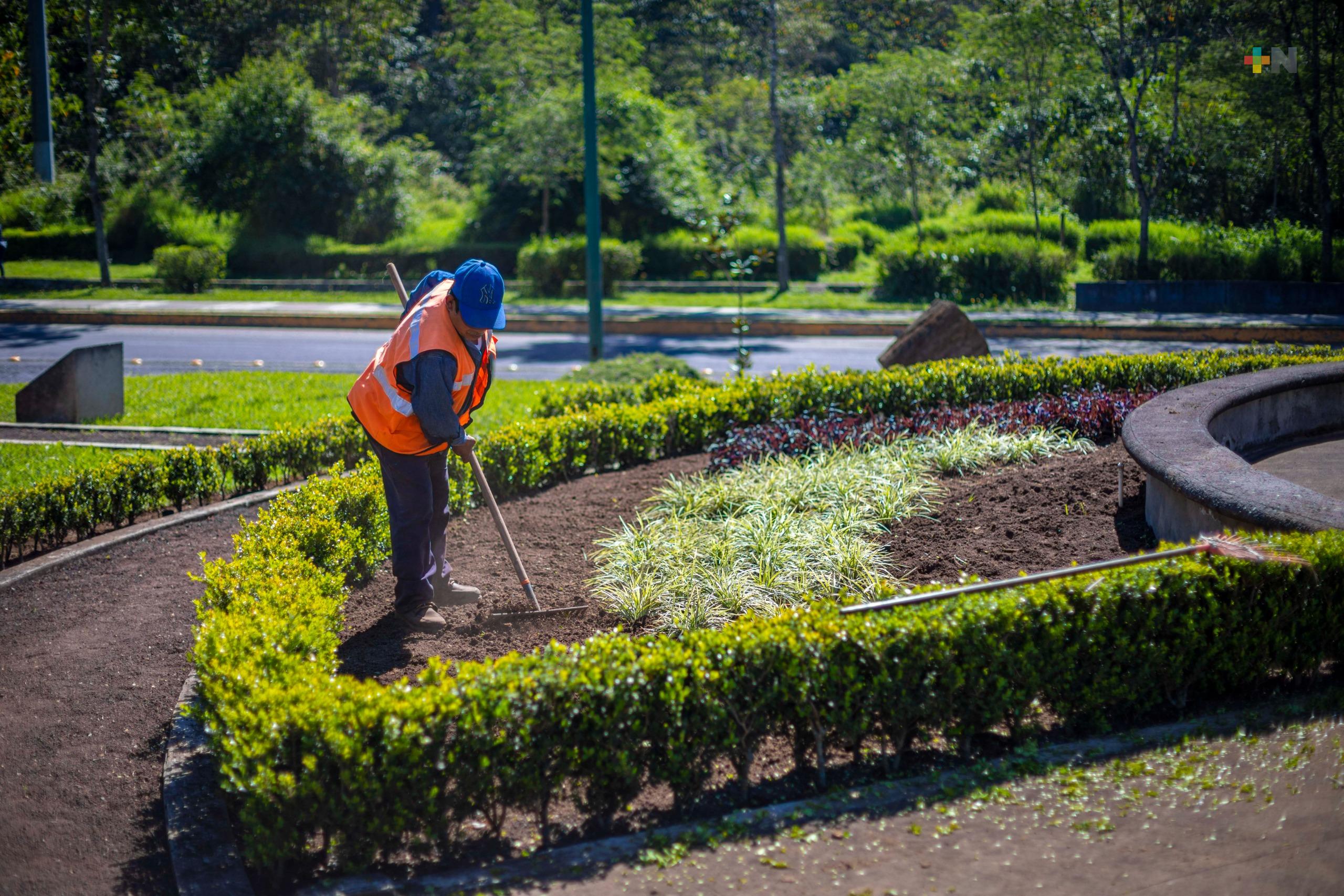 Brindan mantenimiento a áreas verdes de la capital del estado