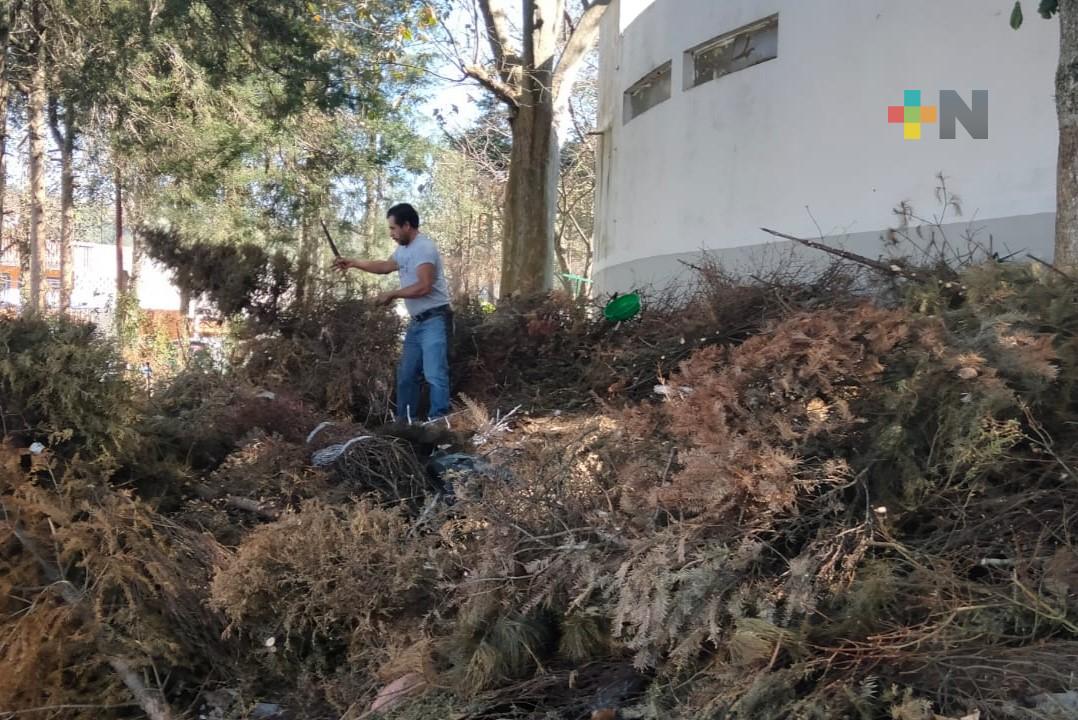 Más de 60 árboles navideños serán procesados para composta en Banderilla