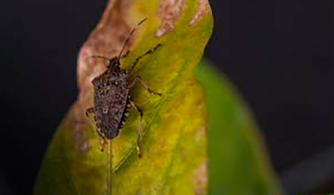 Impide Agricultura ingreso de plaga chinche marrón marmoleada a territorio nacional