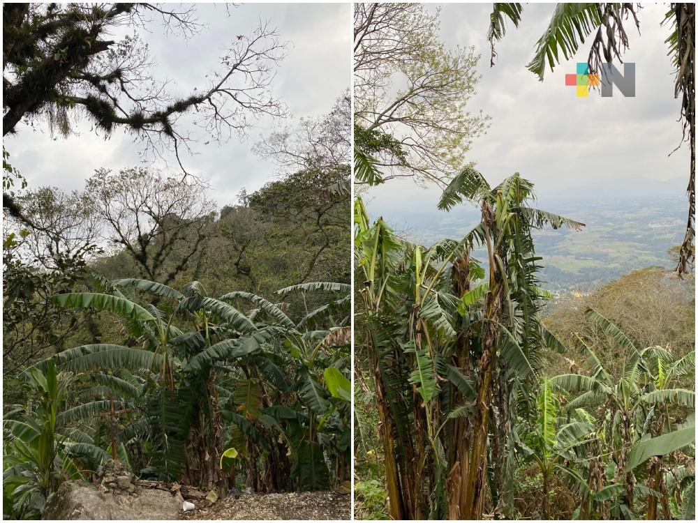 Surada deja afectaciones en cultivo de plátano en municipio de Naranjal