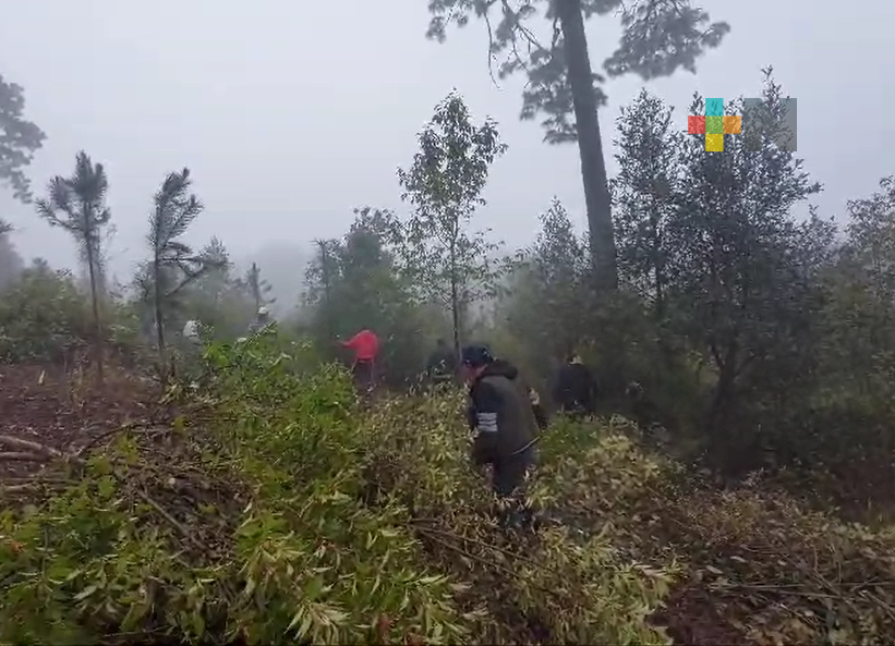 En ejido Carbonero Jacales de Huayacocotla limpian zona arbolada para prevenir incendios