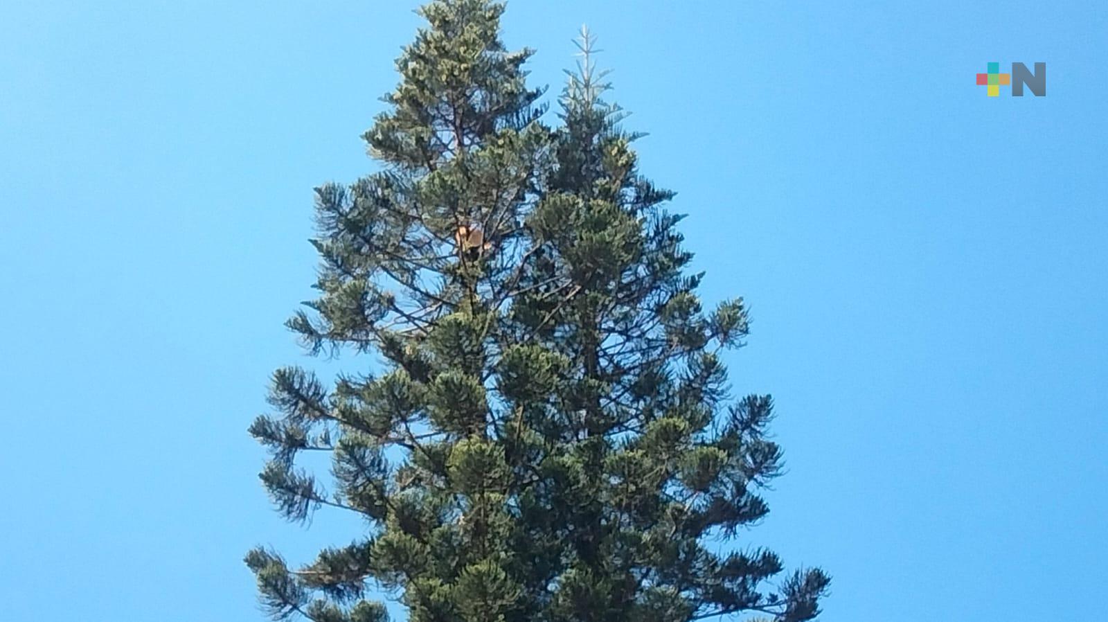 Vecinos de San Bruno piden apoyo para bajar gato de árbol