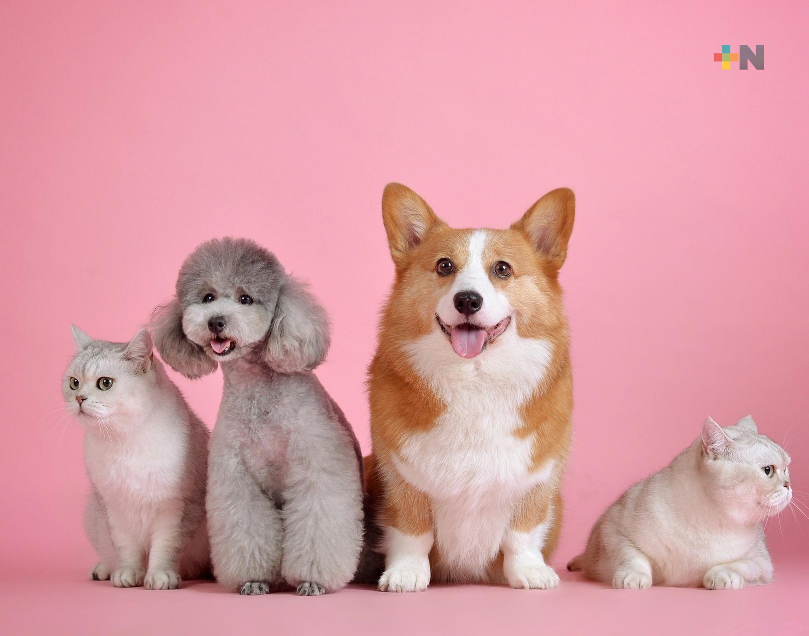 Proponen en el Senado acciones para proteger a animales de compañía de la pirotecnia