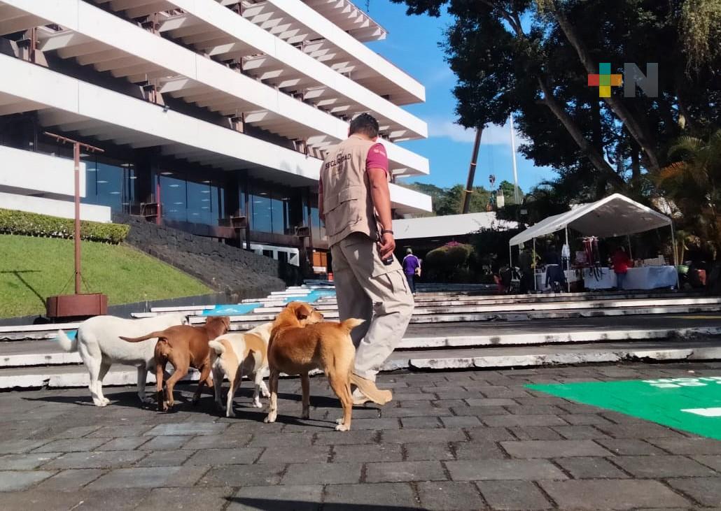 Los Cojolites ofrecerá concierto con causa para refugios de animales, en Xallitic