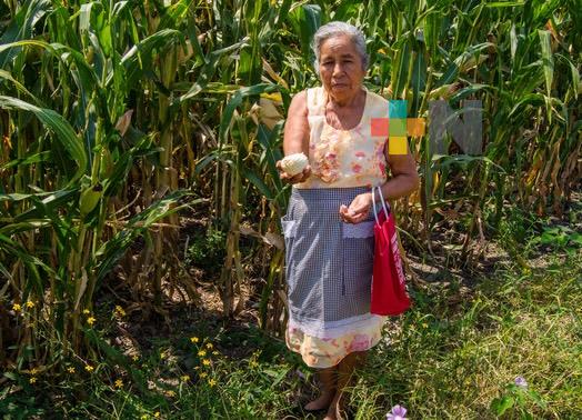 Impulsa Agricultura programas de desarrollo agrícola y ambiental en el municipio de Texcoco