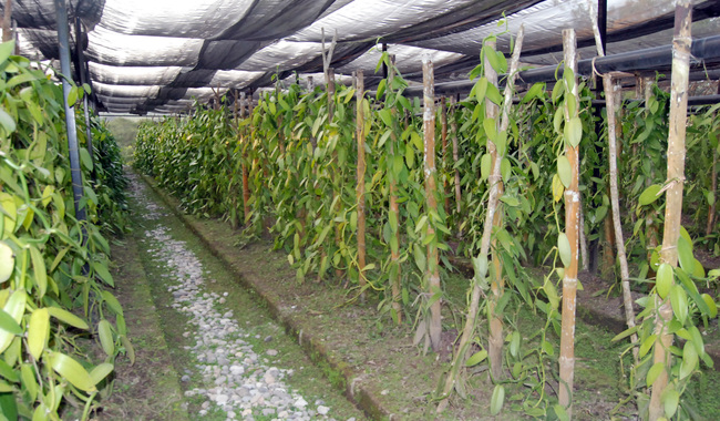 Veracruz, el estado con la mayor producción de vainilla