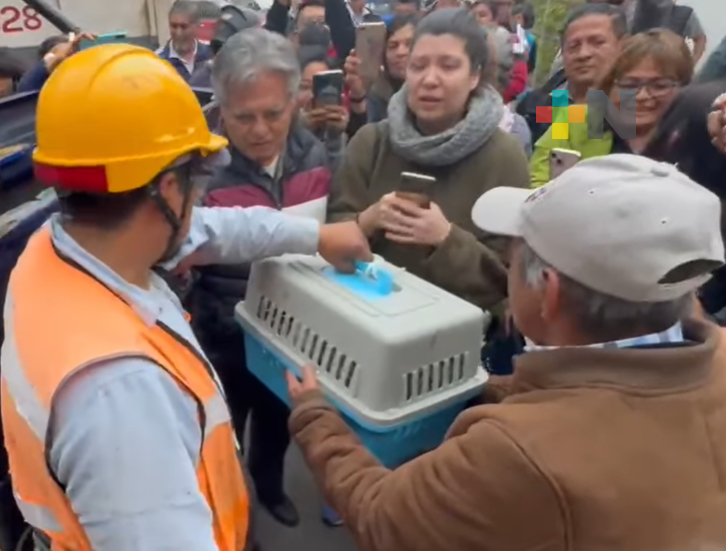 Rescatan a gato trepado en araucaria; movilizó a vecinos, bomberos y a personal del ayuntamiento