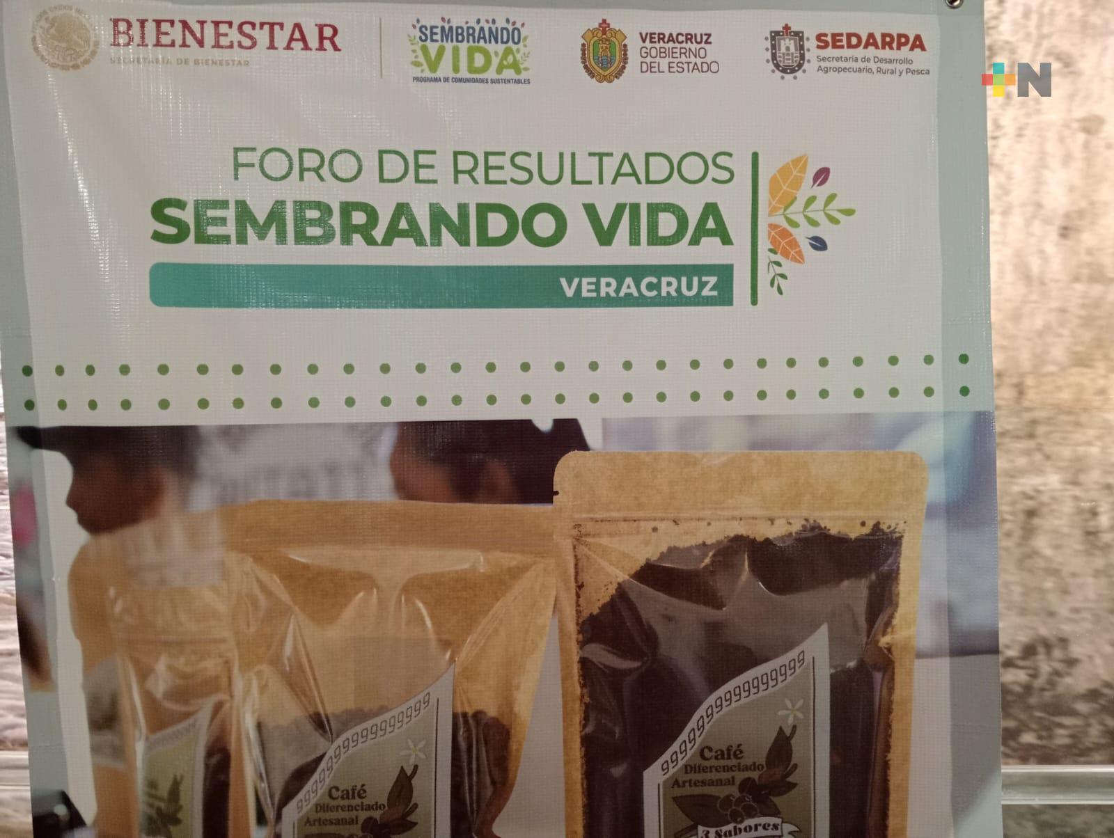 Sembrando Vida beneficia a 63 mil campesinos veracruzanos