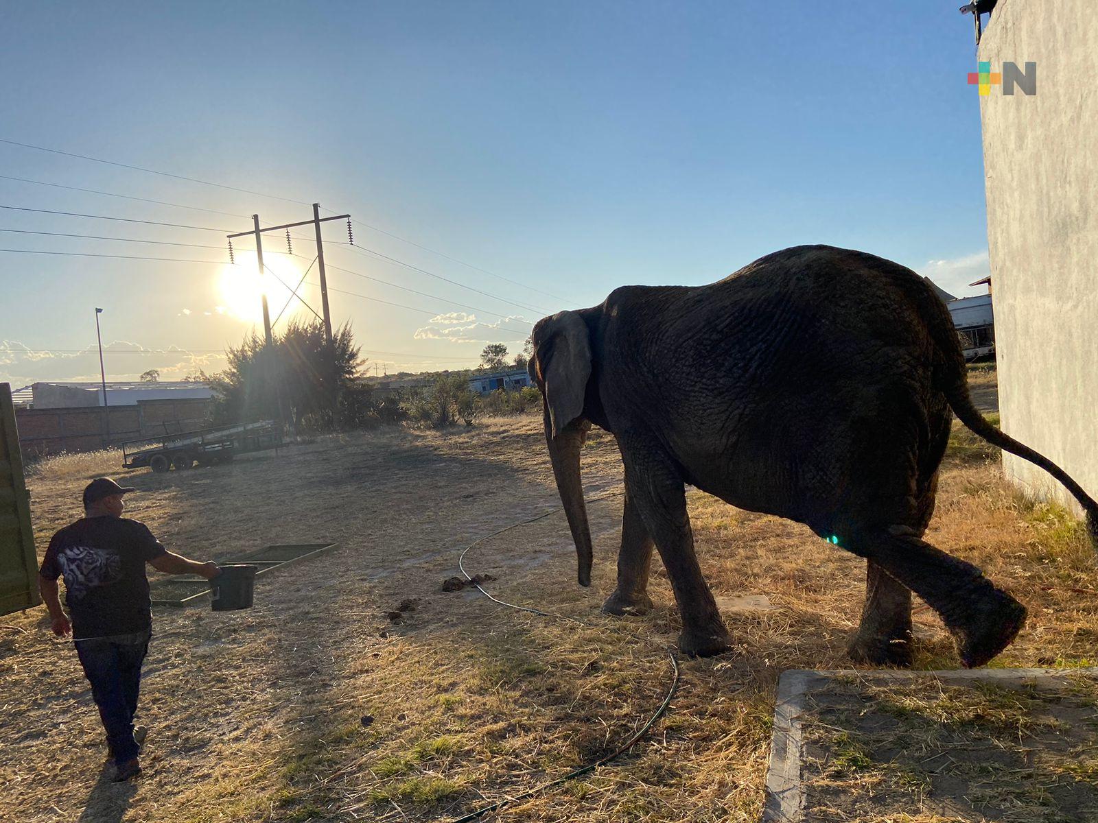 Inicia traslado de elefanta a su nuevo hogar en la CDMX