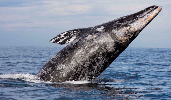 Se registran 883 ejemplares de ballena gris en la Reserva de la Biosfera El Vizcaíno