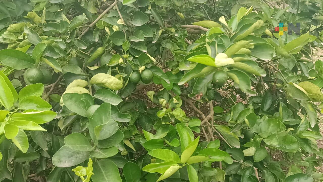 En Martínez de la Torre, productores de cítricos se preparan para temporada de sequía