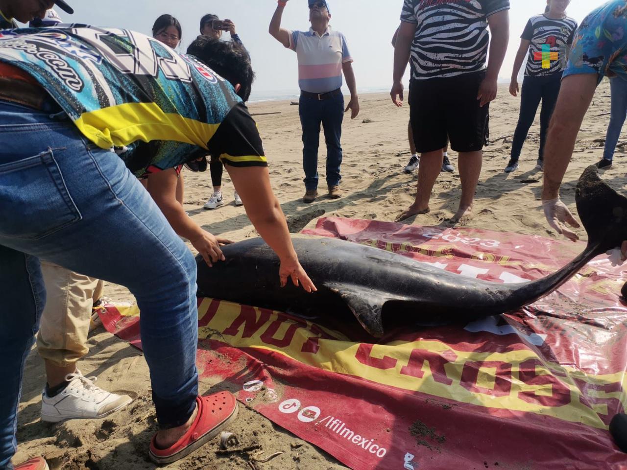 Encuentran delfín muerto en playa de Coatzacoalcos