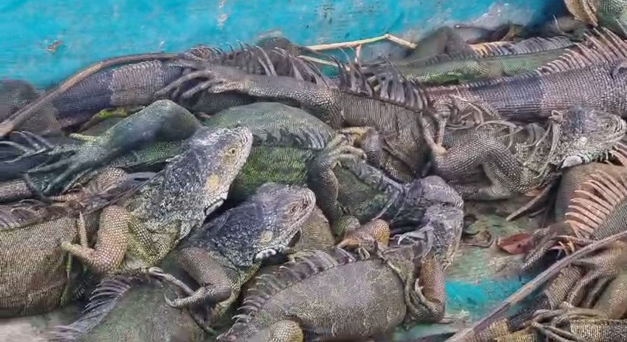 Ciudadanía debe cuidar especies bajo protección especial