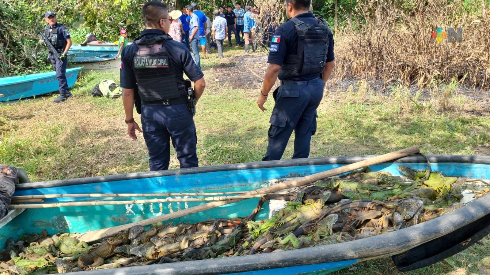 Policía estatal rescata 51 iguanas verdes en Minatitlán capturadas ilegalmente