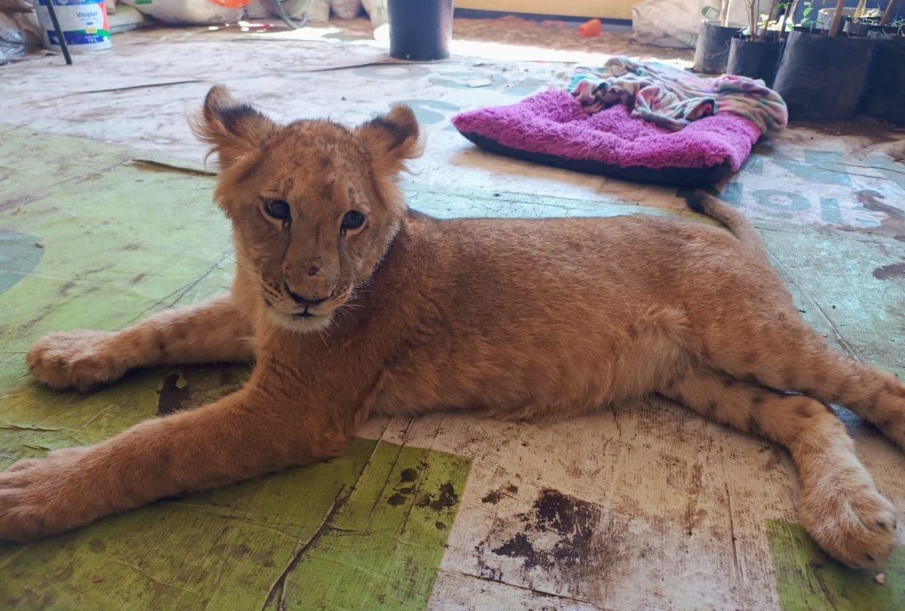 Rescate y rehabilitación de leona abandonada en Ixtapaluca