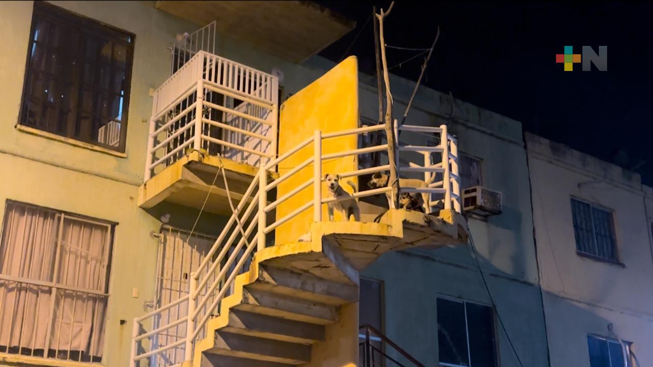 En Coatza agreden a mujer que tiene 25 mascotas en un departamento