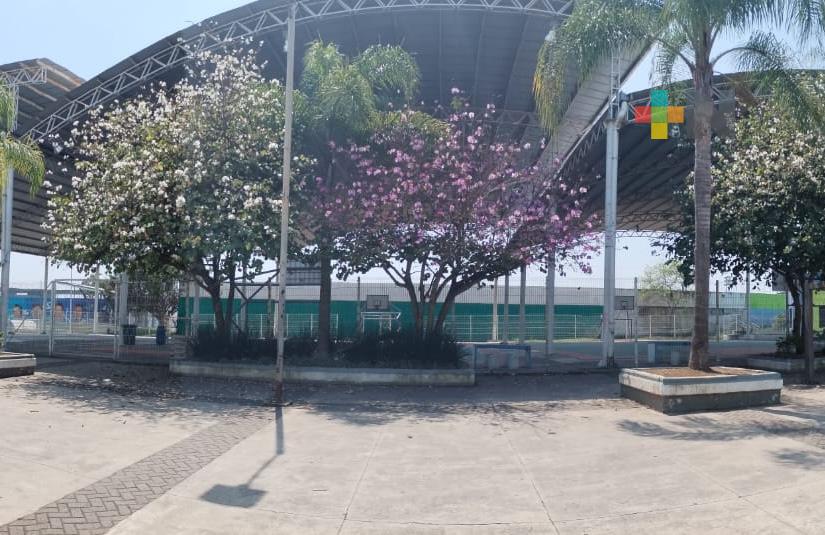 Por panal de abejas, sigue cerrado el complejo deportivo El Mexicano en Córdoba
