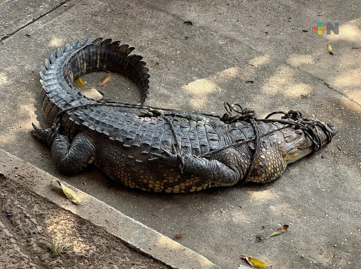 PC Coatzacoalcos atrapa y resguarda a cocodrilo de más de 2 metros