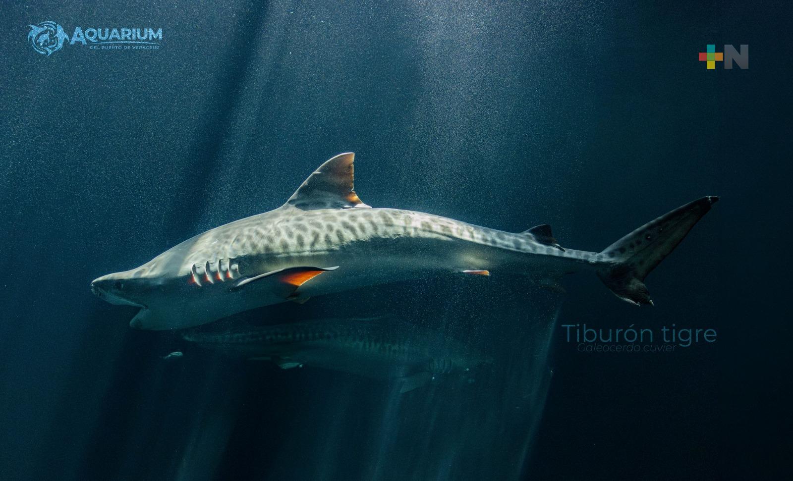 Podrían reproducirse pareja de tiburones tigre en Aquarium de Veracruz