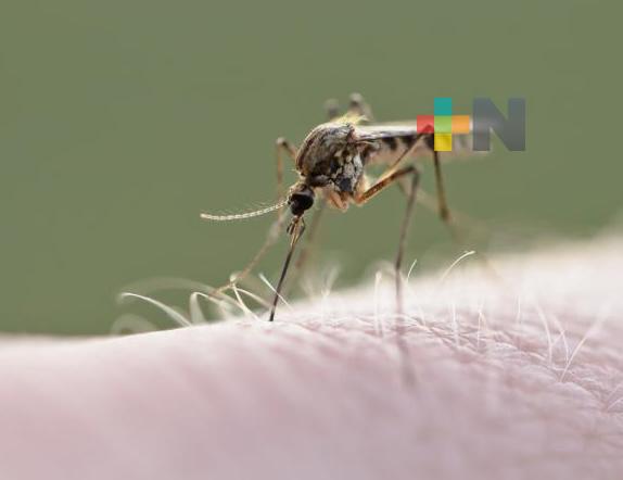 Este viernes concluyen acciones de prevención del dengue en puerto de Veracruz