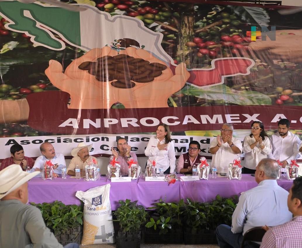 Veracruz se mantendrá entre los máximos productores de café en el país: Rocío Nahle
