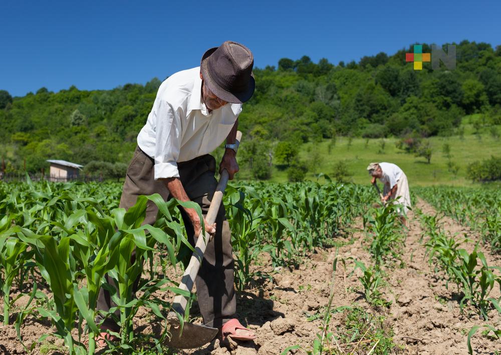 Senadores piden revisar si políticas públicas atienden necesidades de sector primario