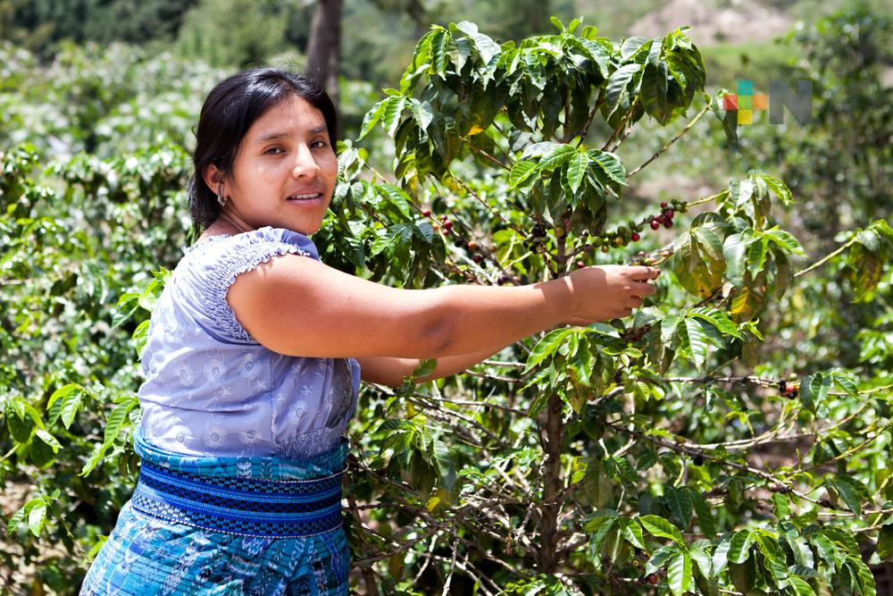 Proponen en el Senado implementar agricultura regenerativa