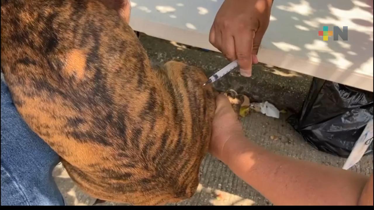 Realizarán jornada nacional de reforzamiento de vacunación antirrábica canina y felina