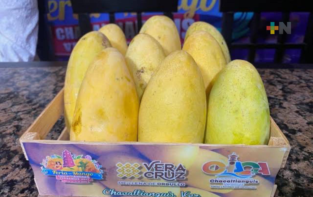 Se espera una gran producción de mango en Chacaltianguis