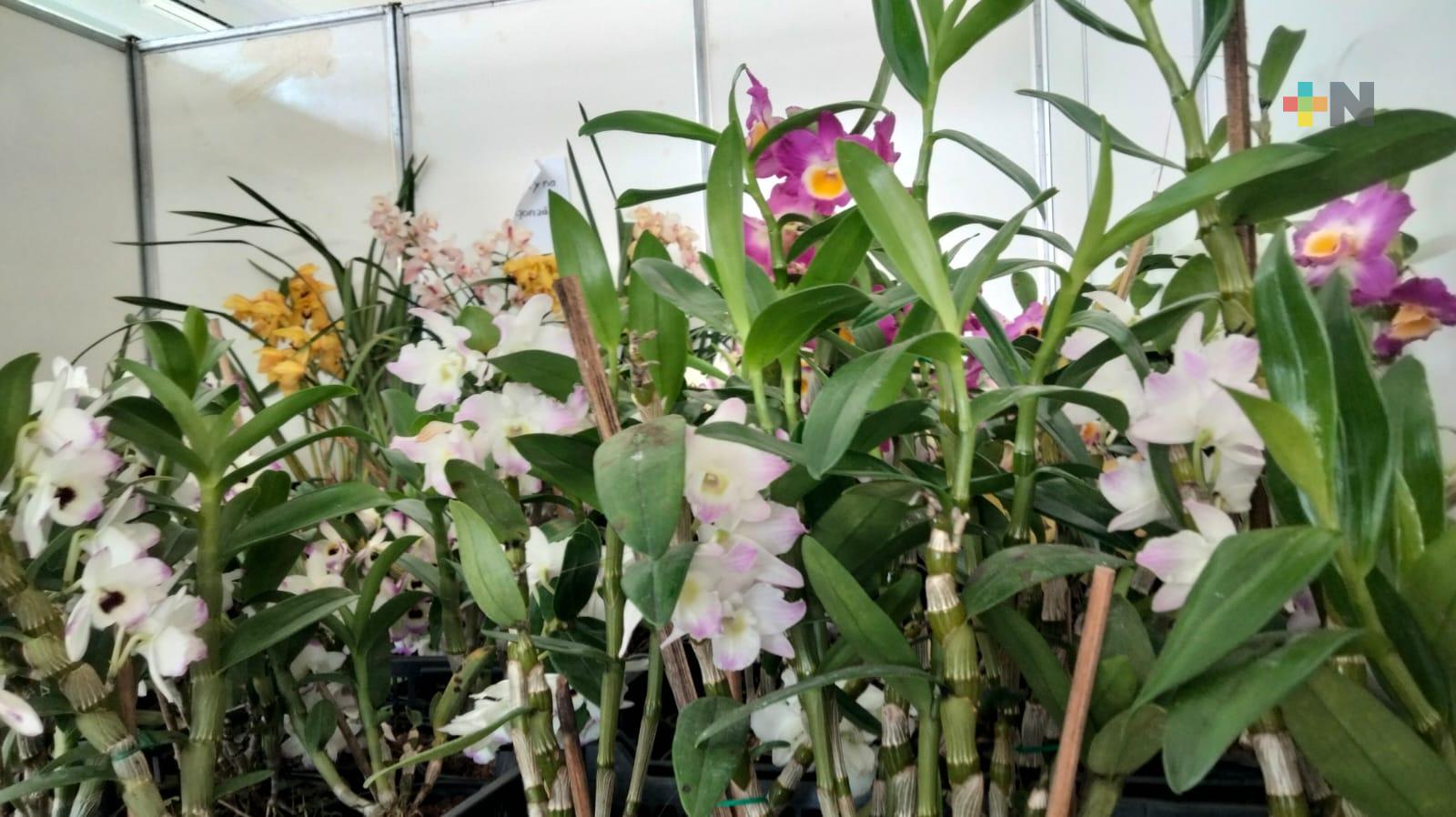 Cultivo de orquídeas de ornato, una oportunidad de generar ingresos  