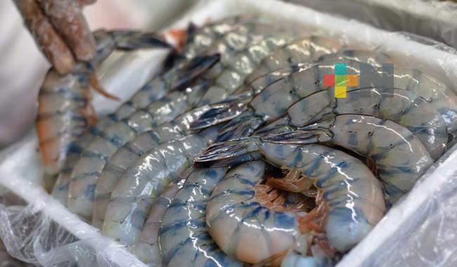 Garantizado abasto de camarón en Cuaresma señalan productores pesqueros