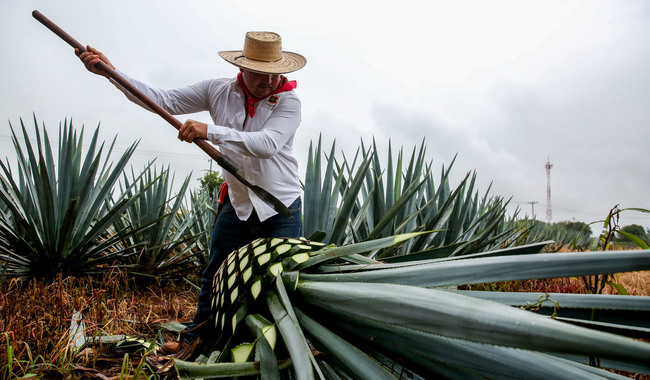 Exportaciones agroalimentarias del país inician el año con récord; bajan importaciones