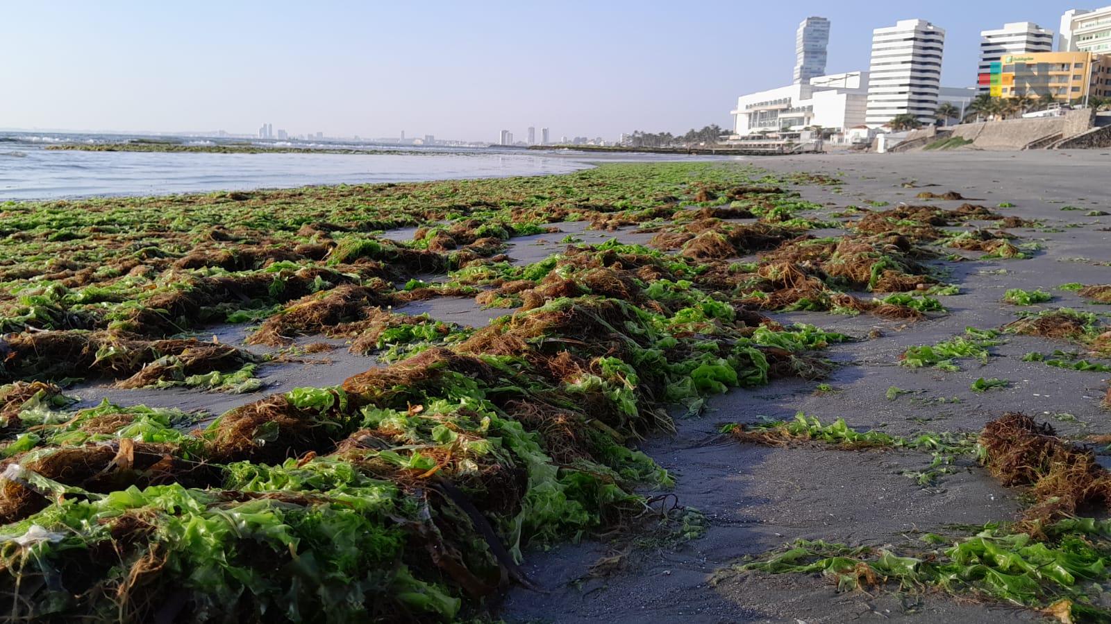 Restos de sargazo llegan a playas de Boca del Río