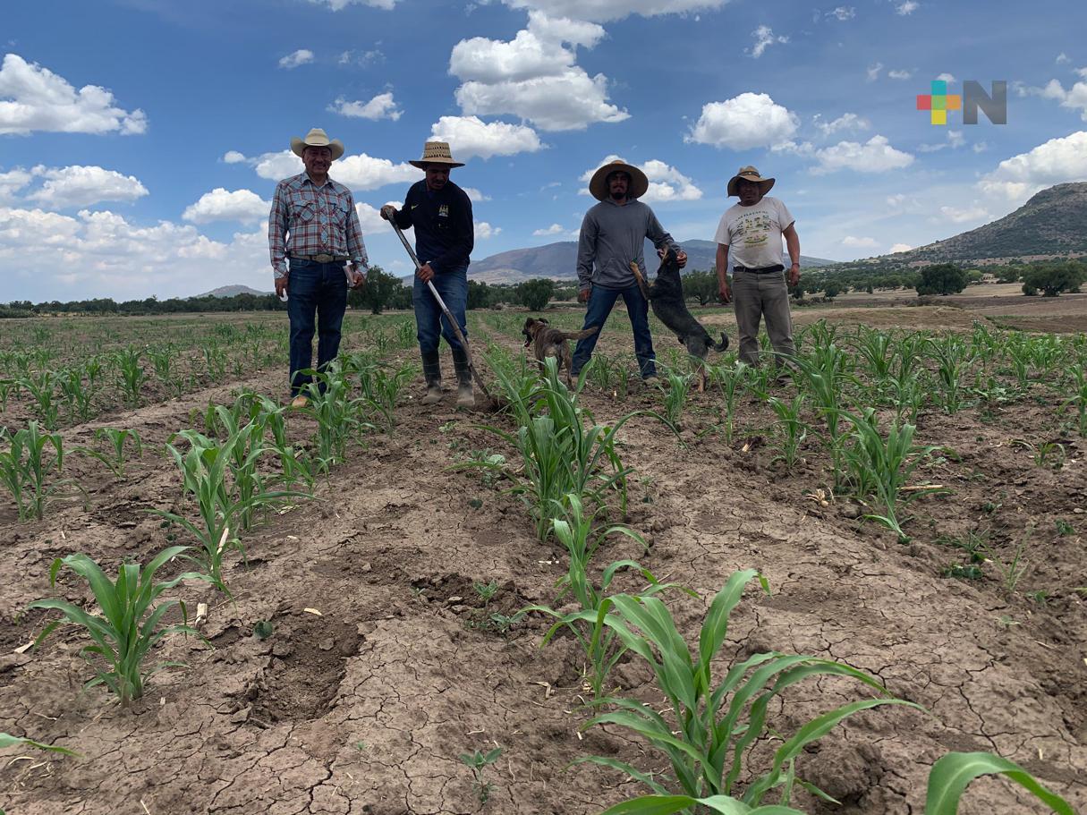 Colabora Agricultura con plataforma agrícola de investigación en Valle del Mezquital