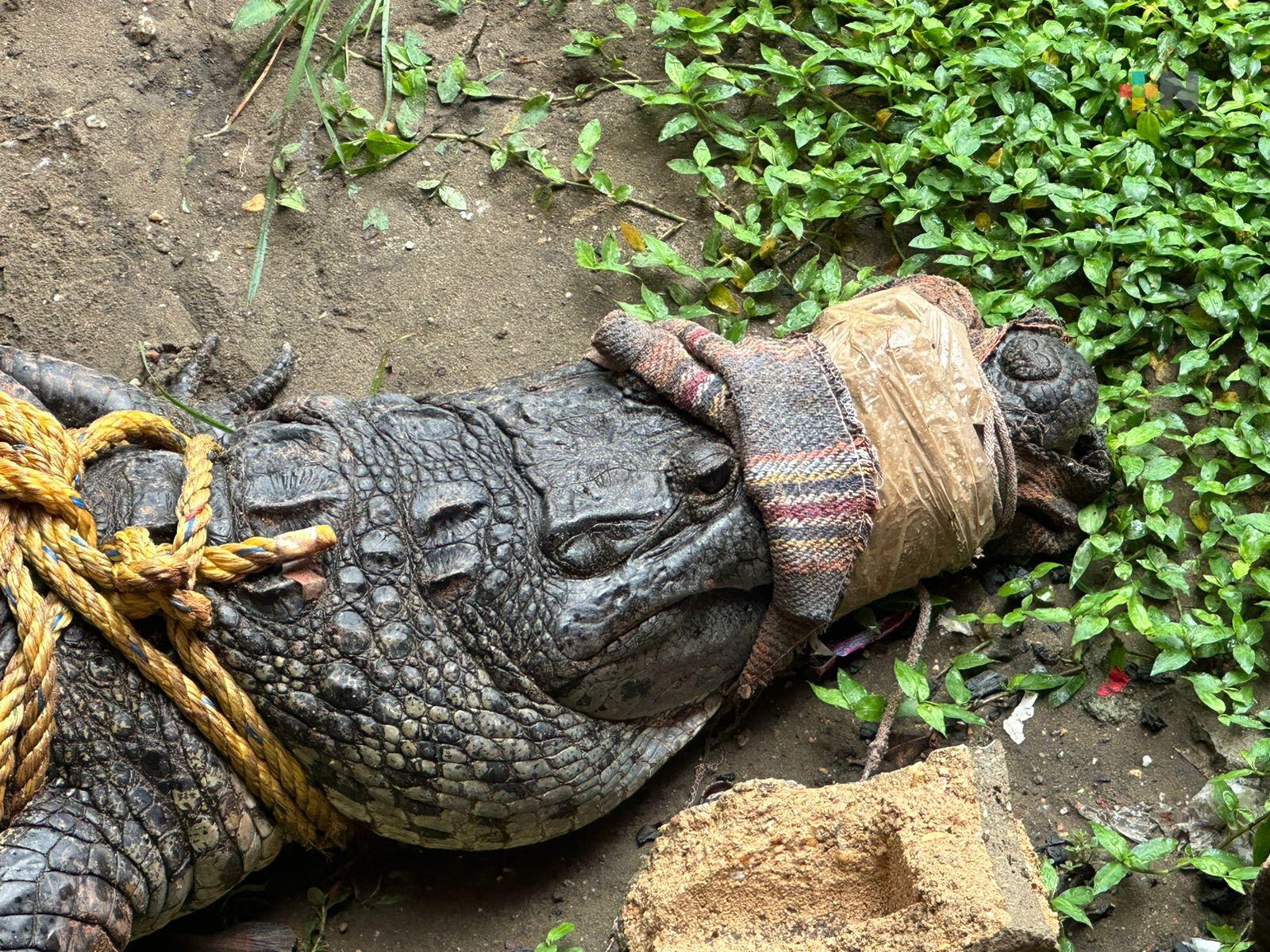 Capturan cocodrilo de dos metros de largo en colonia de Coatza