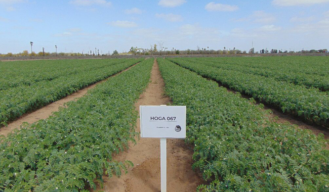 Promueve Agricultura acciones contra plagas del garbanzo
