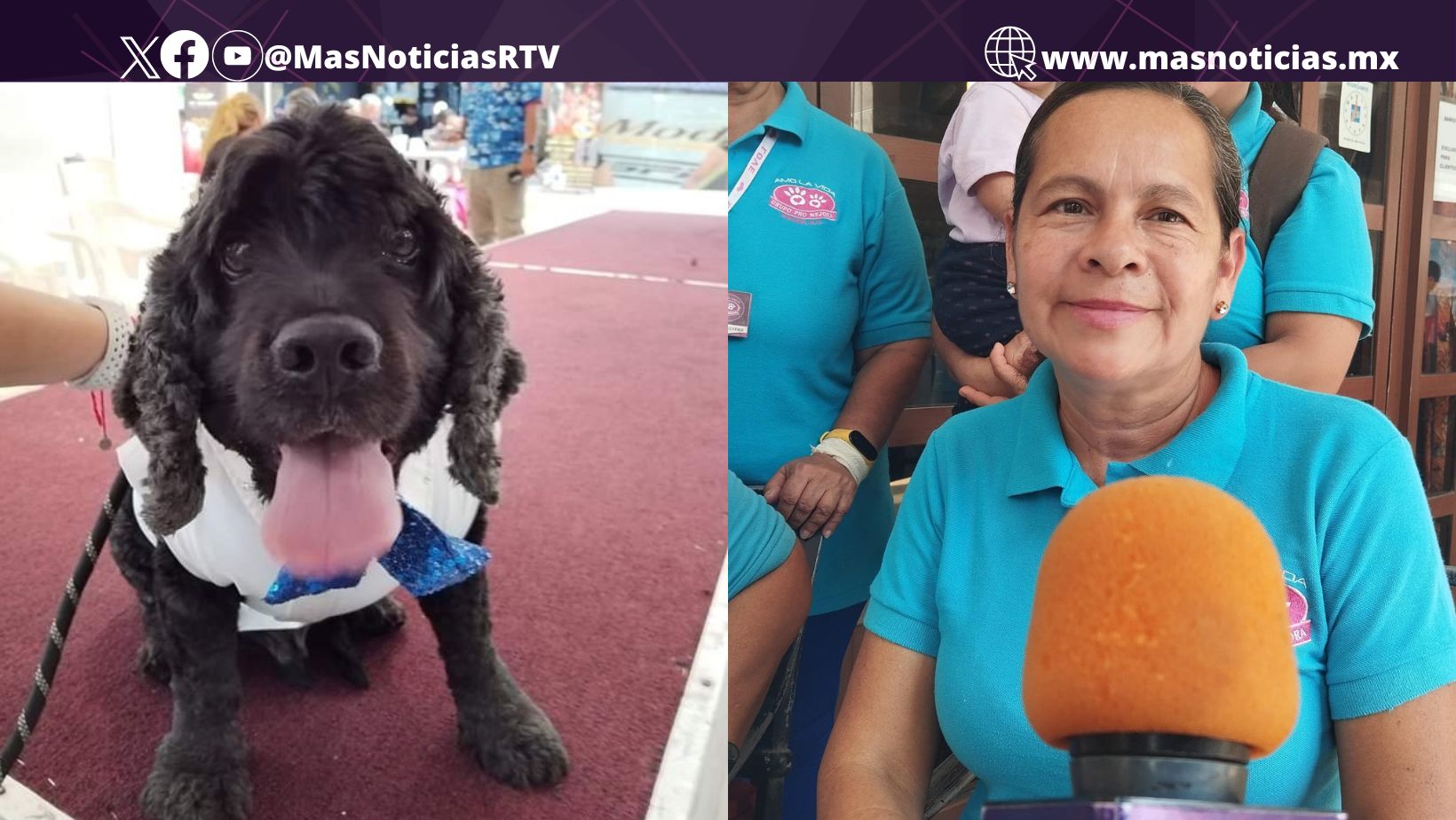 Donar mascota el Día del Niño se debe hacer con compromiso de responsabilidad