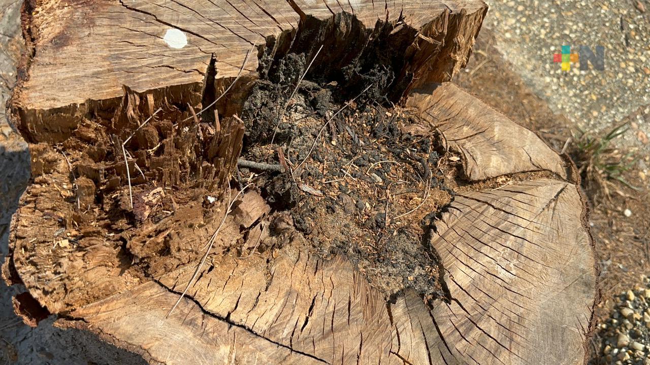 Derriban árboles en Coatzacoalcos por plagas de termitas