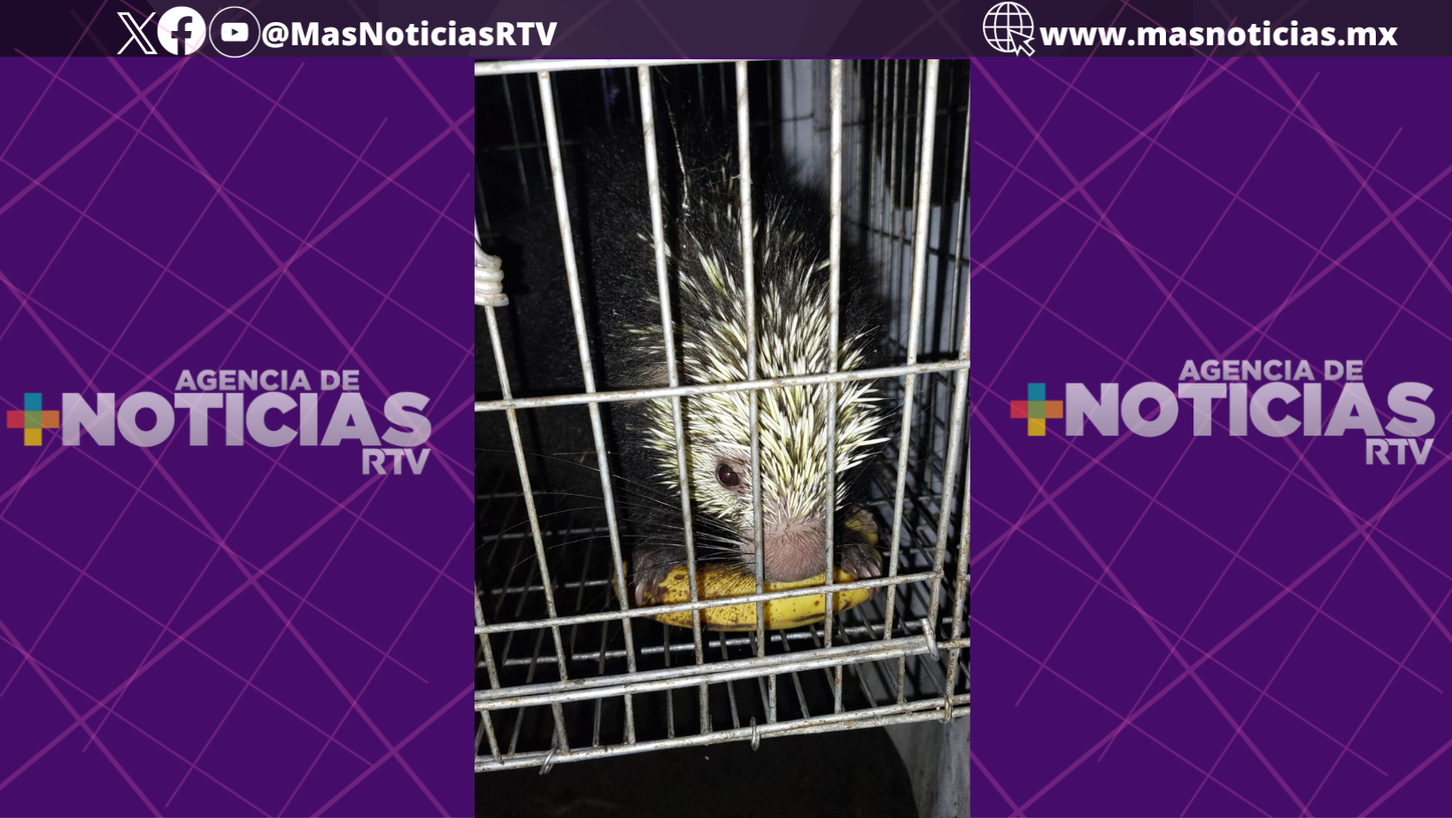 Profepa rescató y liberó puercoespín en Martínez de la Torre