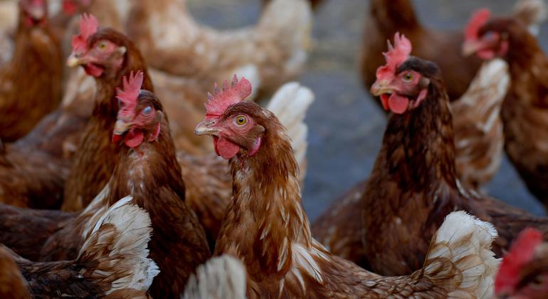 Gran preocupación en OMS por propagación de la gripe aviar