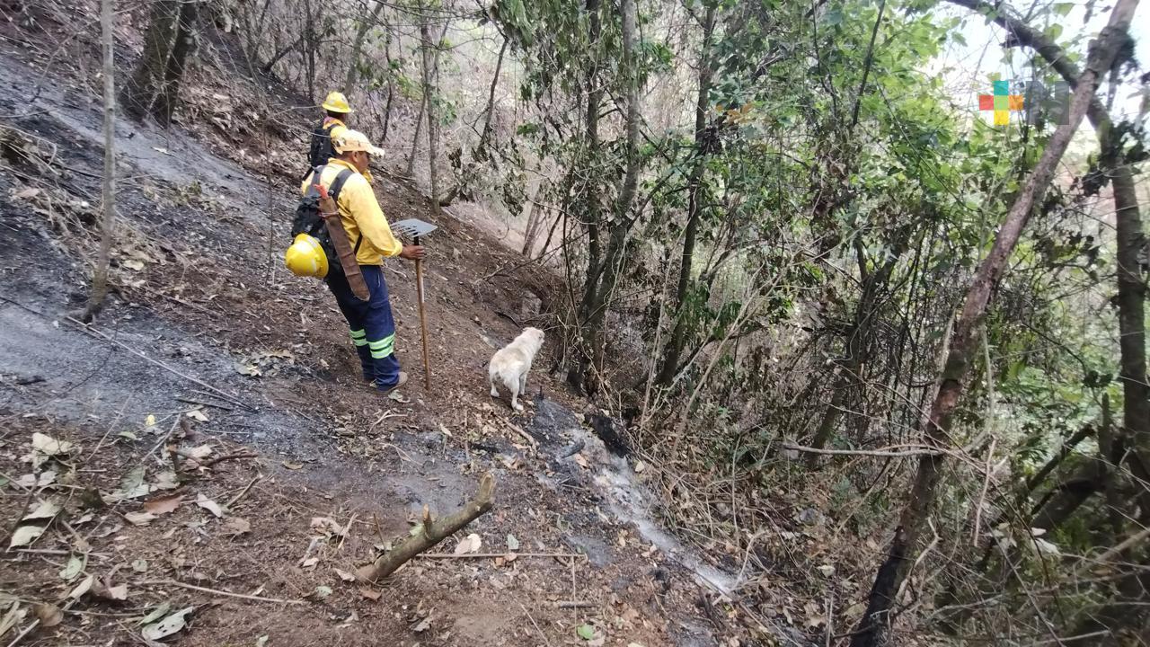 Reporta Conafor dos incendios forestales en las altas montañas