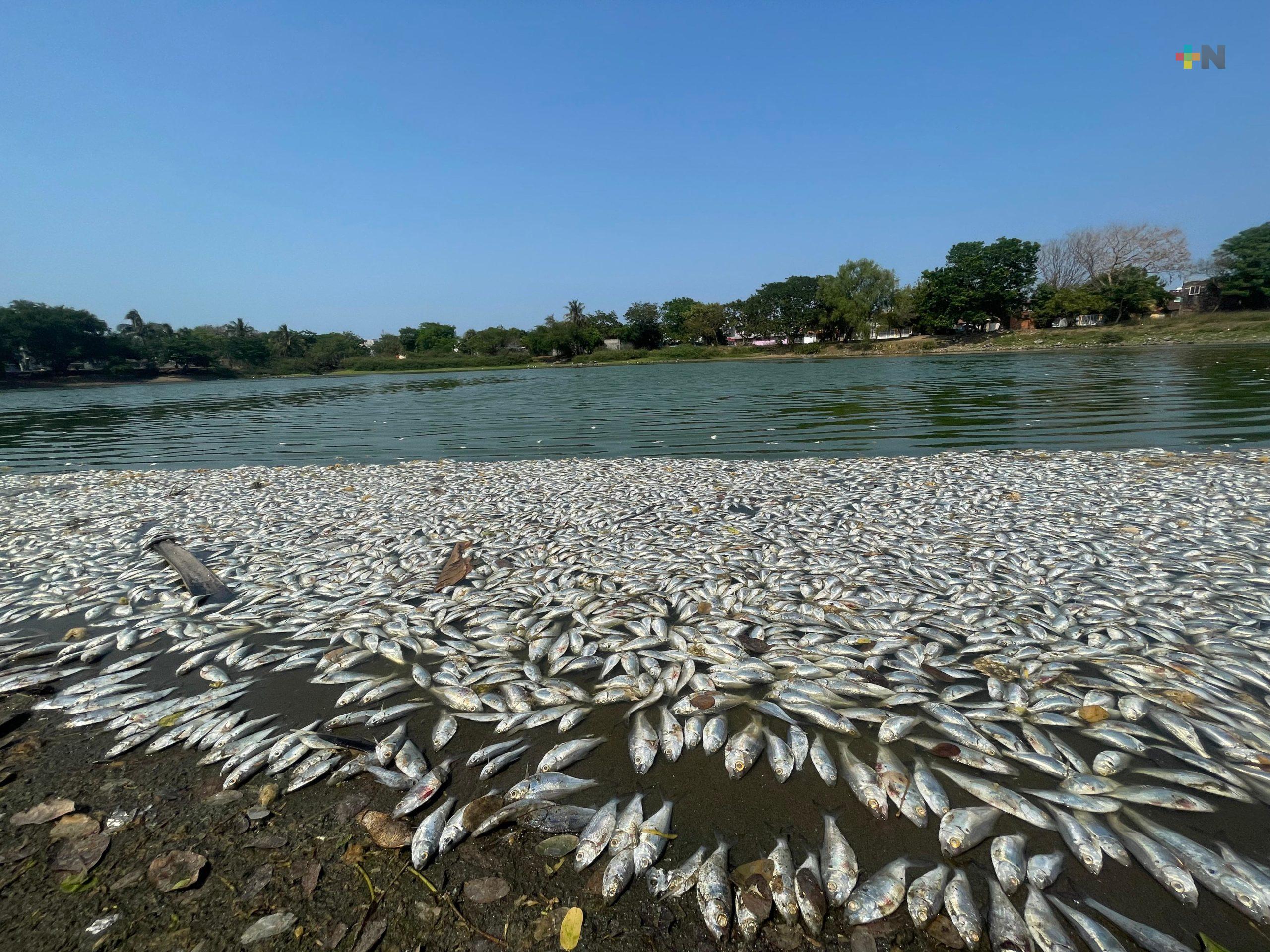 Muerte de peces pudo deberse a las altas temperaturas: Protección al Medio Ambiente