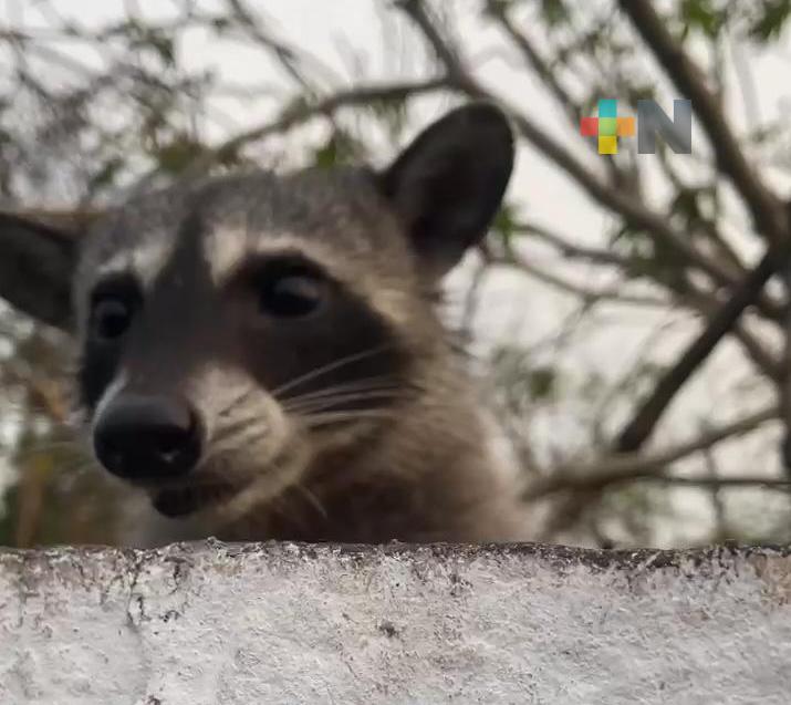 Descubren a mapaches en parada de servicio urbano, en Boca del Río