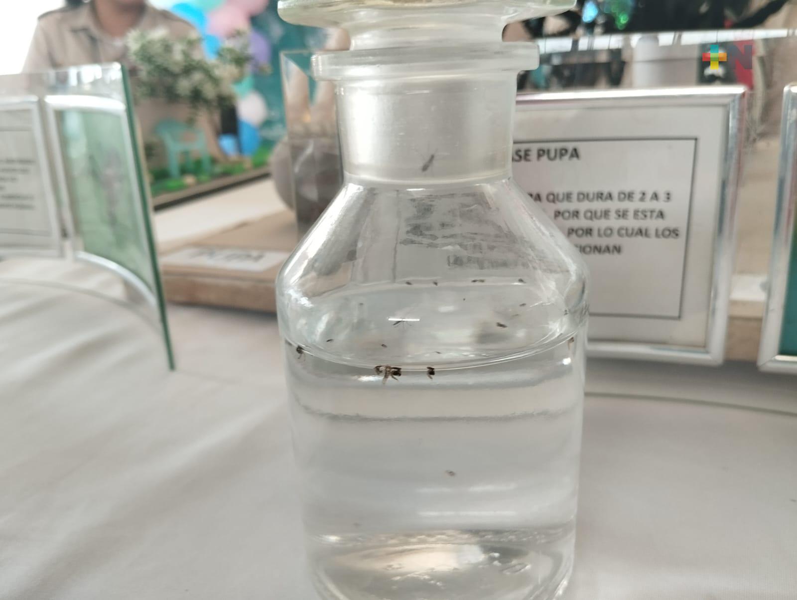 Más de 700 casos de dengue en el estado de Veracruz