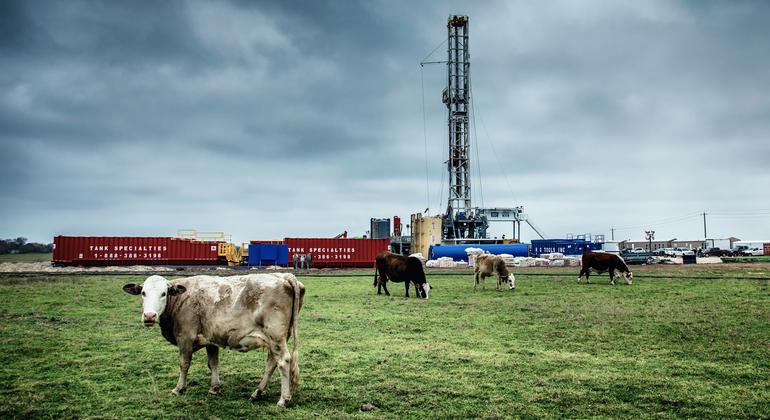 “Preocupante” el caso de gripe aviar en Estados Unidos: ONU