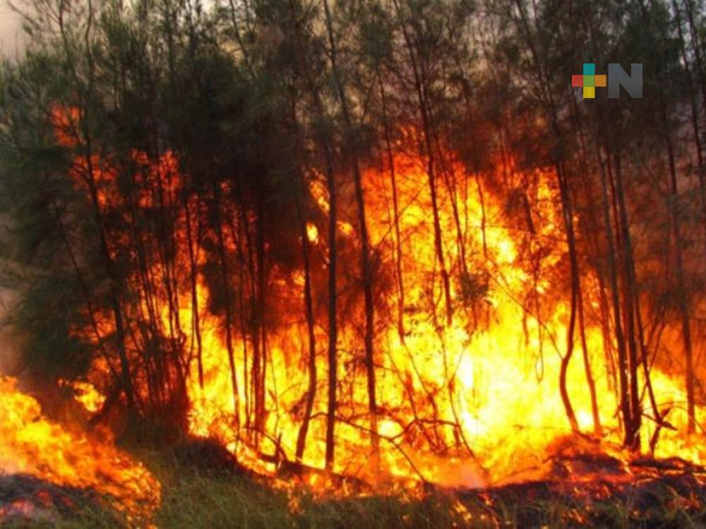 Persona que provoquen incendios forestales recibirán más de 5 años de cárcel