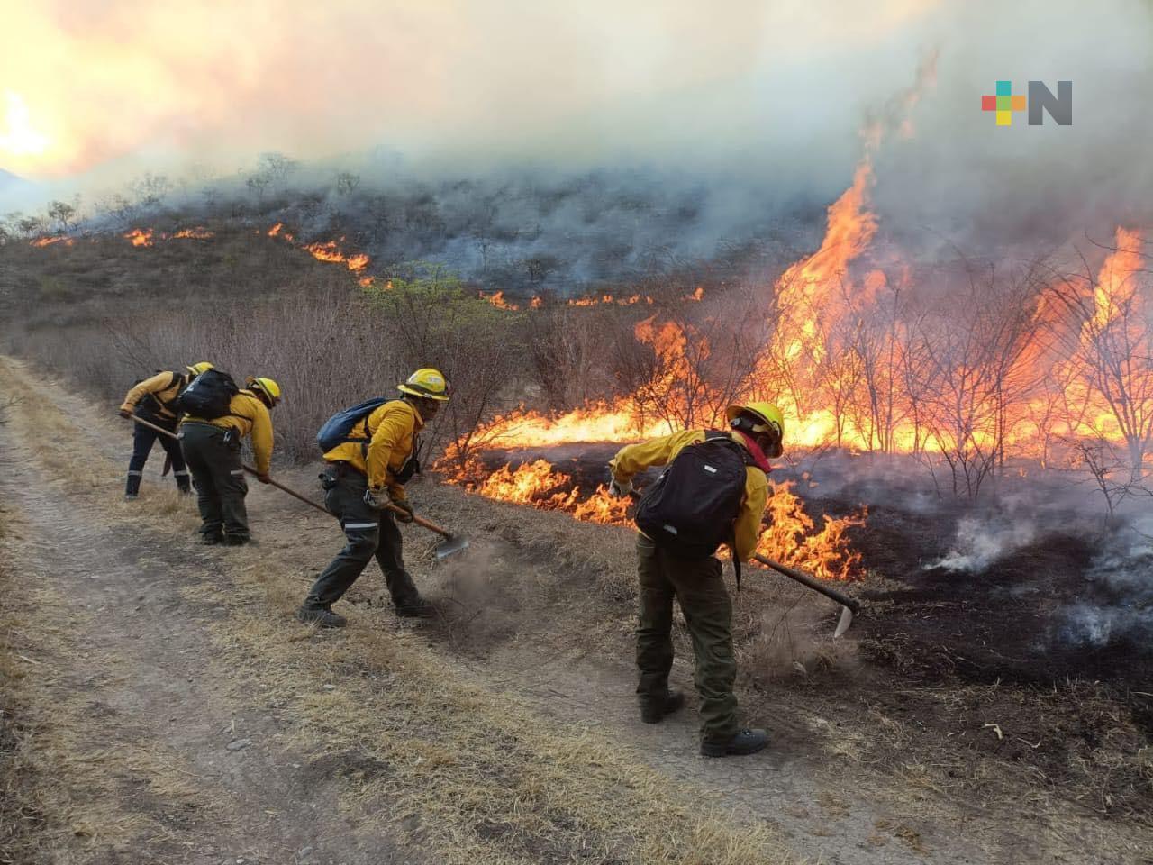 Reporta Conafor cuatro incendios forestales activos en altas montañas de Veracruz